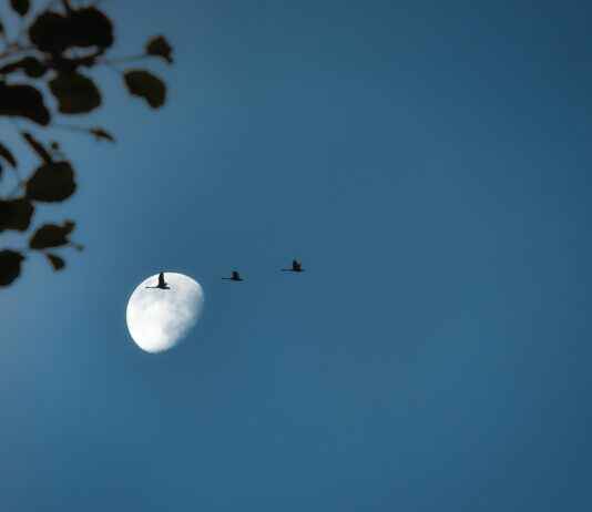 How to Turn On Flock to Use Sound Buttons: Step-by-Step Tutorial How to Turn On Flock to Use Sound Buttons: Step-by-Step Tutorial