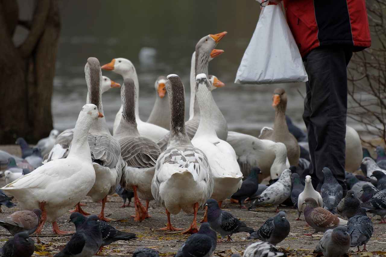 Troubleshooting Common Issues with Flock