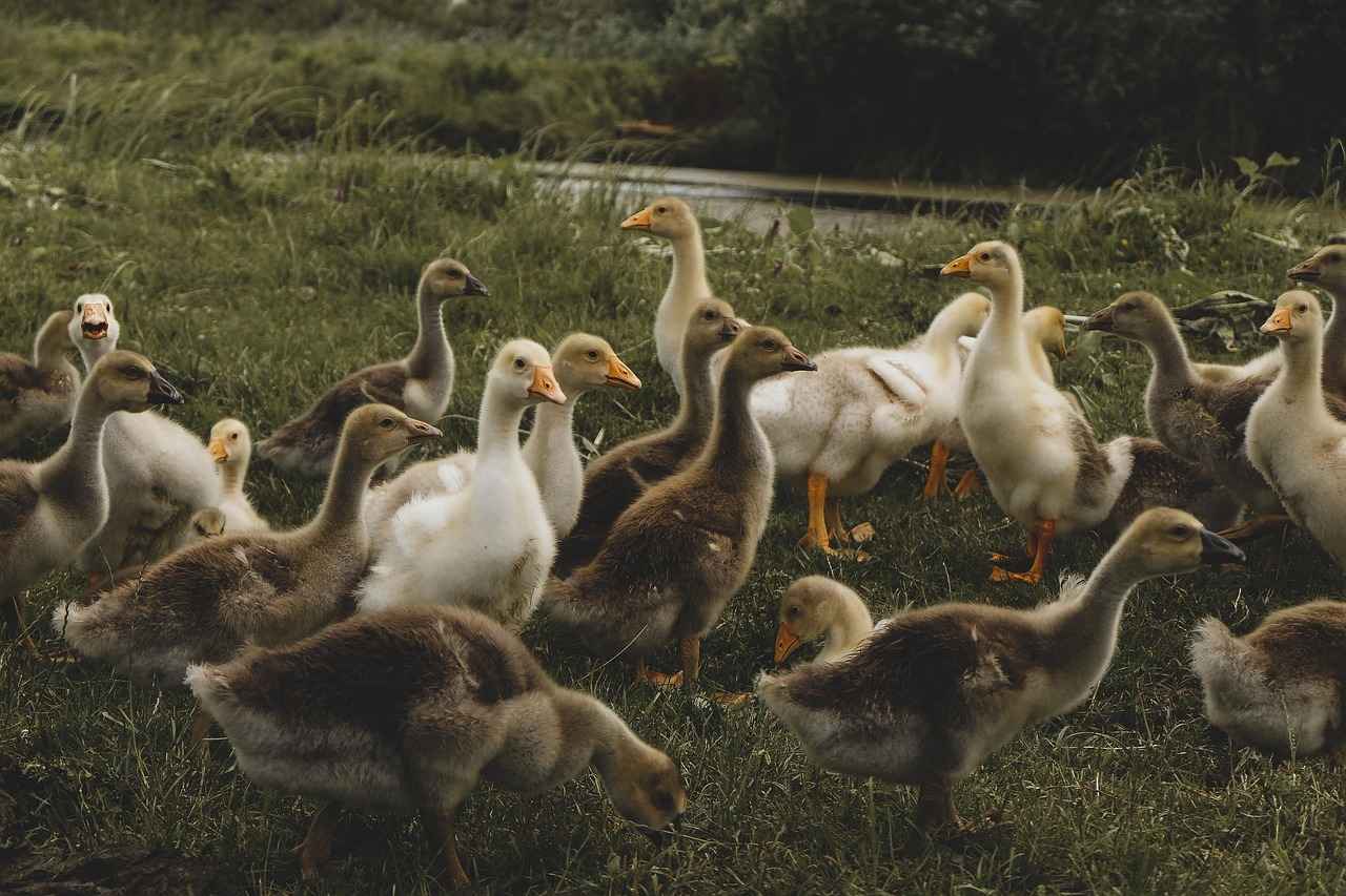 Enabling Sound Buttons in Flock