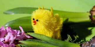 How to Use Custom Domains in Bonsai: A Simple Setup Guide How to Use Custom Domains in Bonsai: A Simple Setup Guide