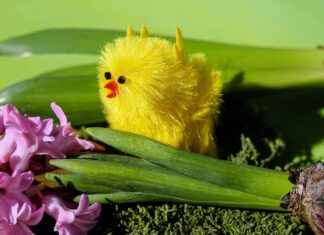 How to Use Custom Domains in Bonsai: A Simple Setup Guide How to Use Custom Domains in Bonsai: A Simple Setup Guide