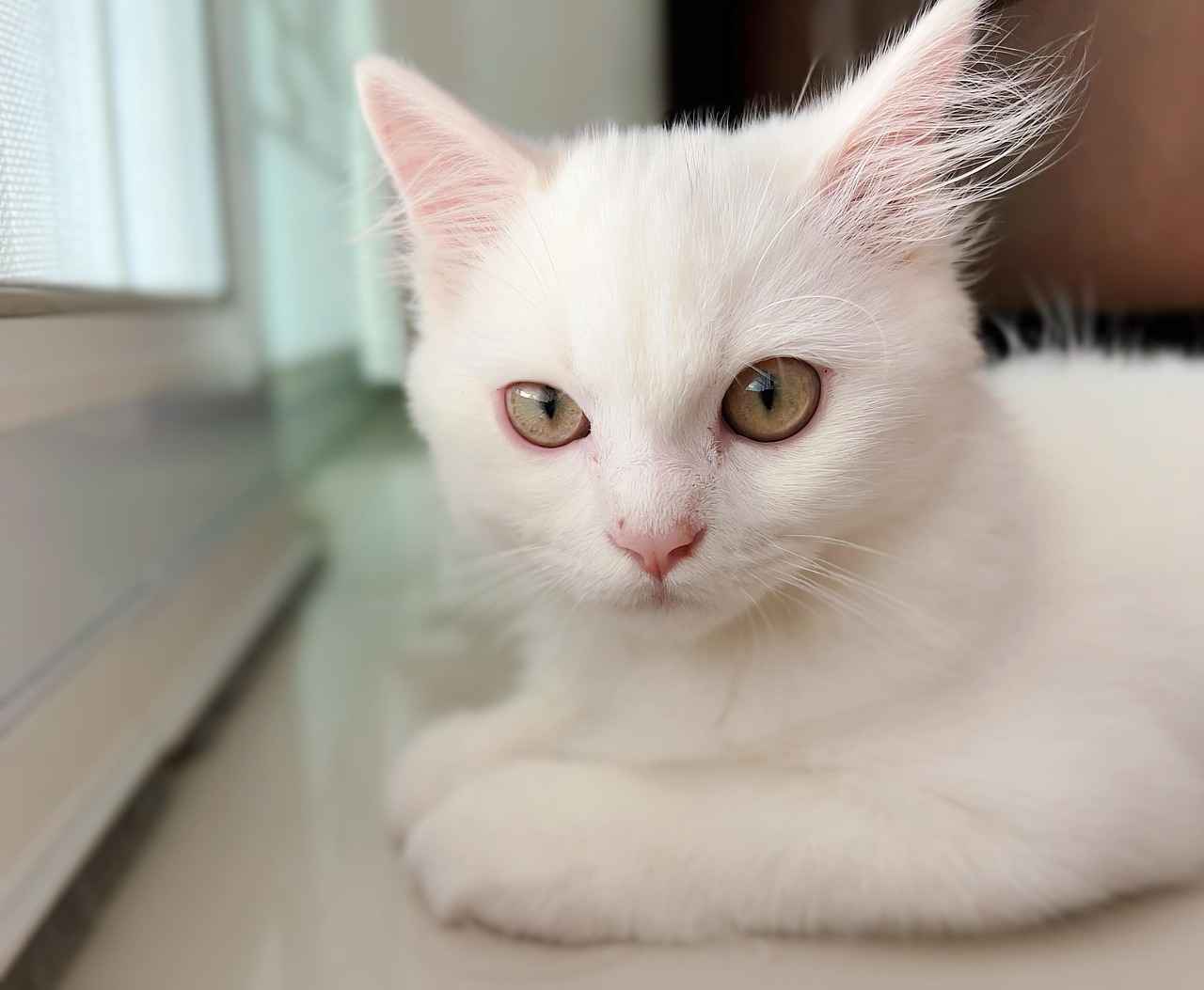 Flavor Profile of Fu Bao