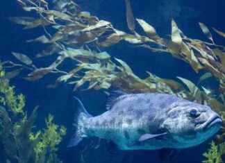 Kelp Under Threat: Impact of Fires on Ocean Ecosystem kelp-under-threat-mpact-of-fires-on-ocean-ecosystem