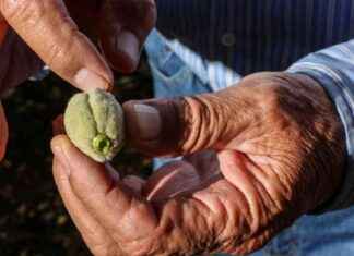 Impact of Trump’s Tariffs on California Farmers mpact-of-trumps-tariffs-on-california-farmers