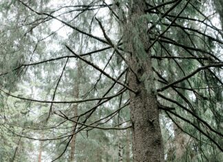 Unlock the Mystery: Exploring the World of Freaky Fonts!