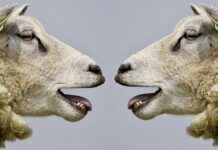 USA Telugu News: Major Events and Telugu Community Updates USA Telugu News: Major Events and Telugu Community Updates