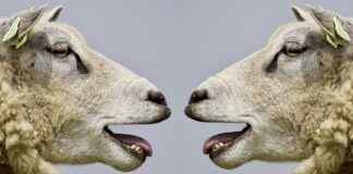 USA Telugu News: Major Events and Telugu Community Updates USA Telugu News: Major Events and Telugu Community Updates