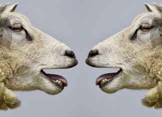 USA Telugu News: Major Events and Telugu Community Updates USA Telugu News: Major Events and Telugu Community Updates