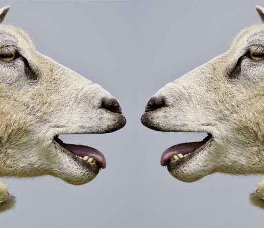 USA Telugu News: Major Events and Telugu Community Updates USA Telugu News: Major Events and Telugu Community Updates