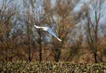 Bayer Leverkusen vs VfB Stuttgart Lineups – Bundesliga Starters Bayer Leverkusen vs VfB Stuttgart Lineups – Bundesliga Starters