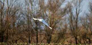 Bayer Leverkusen vs VfB Stuttgart Lineups – Bundesliga Starters Bayer Leverkusen vs VfB Stuttgart Lineups – Bundesliga Starters