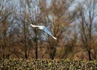 Bayer Leverkusen vs VfB Stuttgart Lineups – Bundesliga Starters Bayer Leverkusen vs VfB Stuttgart Lineups – Bundesliga Starters