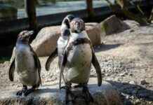 Bayern Munich vs FC Augsburg Lineups – Starting XI and Match Outlook Bayern Munich vs FC Augsburg Lineups – Starting XI and Match Outlook