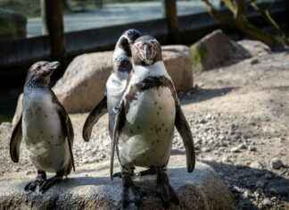 Bayern Munich vs FC Augsburg Lineups – Starting XI and Match Outlook Bayern Munich vs FC Augsburg Lineups – Starting XI and Match Outlook