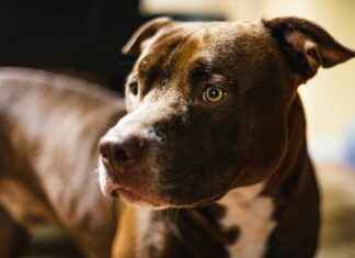 Cleveland Browns vs Houston Texans Match Player Stats Cleveland Browns vs Houston Texans Match Player Stats