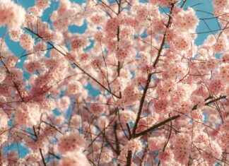 Oregon Ducks Football vs Washington Huskies Football Match Player Stats Oregon Ducks Football vs Washington Huskies Football Match Player Stats