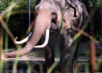 Elephants Billy and Tina Safely Transported from L.A. Zoo to Tulsa elephants-billy-and-tina-safely-transported-from-la-zoo-to-tulsa