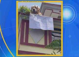 Excited Golden Retriever Video: Heartwarming Greeting Moments excited-golden-retriever-video-heartwarming-greeting-moments