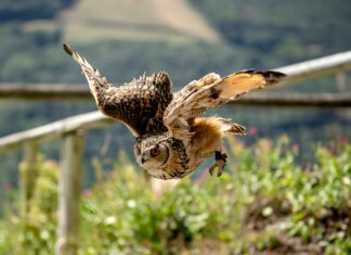 Clever Csusa: Unlock Powerful Secrets To Boost Your Success Today