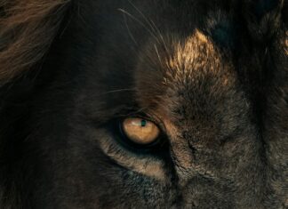 AppForDown Android: Unlock Powerful Features for Seamless Downloads