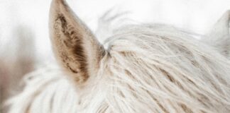 Ceylan Eye Cream Reviews: Discover The Secret To Radiant Eyes