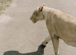 Tan Truong Paycom: Unveiling Powerful Insights You Need to Know