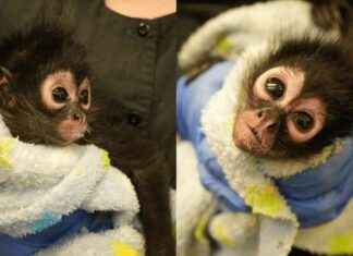Rescued Baby Spider Monkey Finds New Life rescued-baby-spider-monkey-finds-new-life