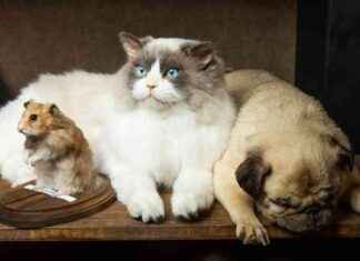 Reviving Legacy: L.A. Prop Maker Thrives with Freeze-Dried Pet Preservation reviving-legacy-la-prop-maker-thrives-with-freeze-dried-pet-preservation