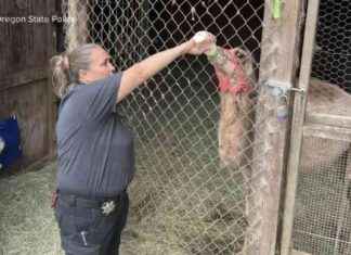 Seizing 300+ Animals from Oregon Safari Park: What Happened? seizing-300-animals-from-oregon-safari-park-what-happened
