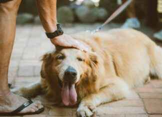 Woofapps Must-Have Features Pet Owners Love Woofapps Must-Have Features Pet Owners Love