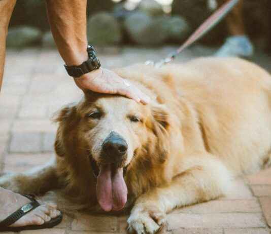 Woofapps Must-Have Features Pet Owners Love Woofapps Must-Have Features Pet Owners Love