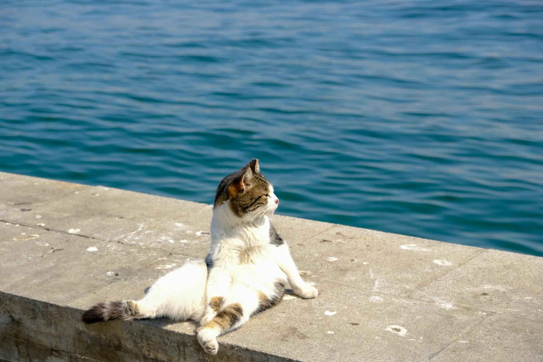 Pet Sitting Services