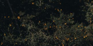 Asu Fall Break Ideas That Will Boost Your Campus Experience