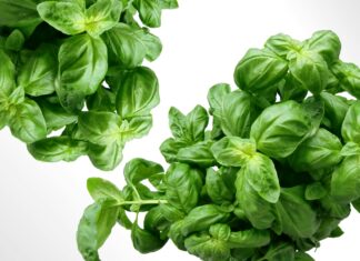 Basil Fomanka Secrets Revealed: How This Herb Transforms Health